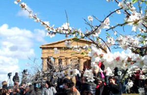 Blossoming almond tree in front of the Temple of Concordia, Agrigento - image via urbanpost.it