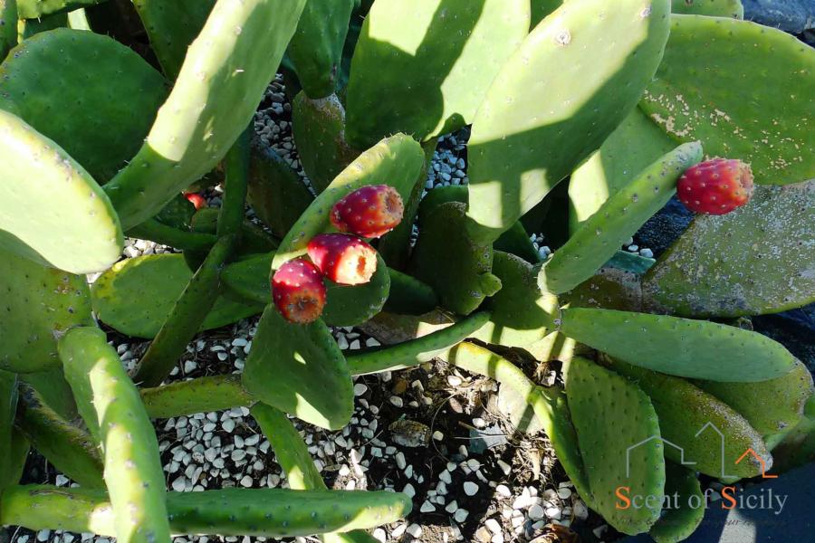 Wild prickly pears