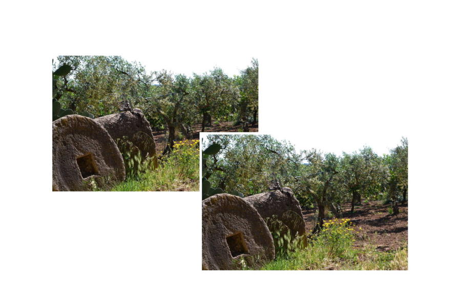 Olive trees surround Villa Bouganville Castelvetrano Scent of Sicily