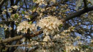 sicily spring tree