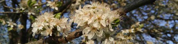 sicily spring tree