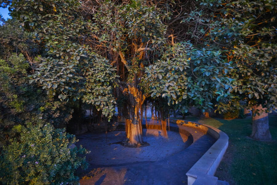 The relax area of the big tree in the garden