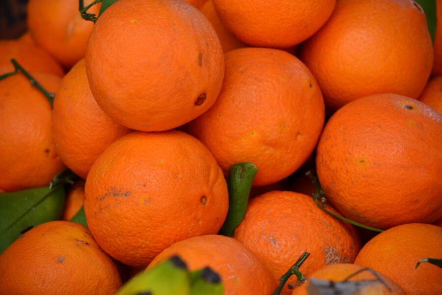 Sicily, the large expanses of citrus fruit in the area