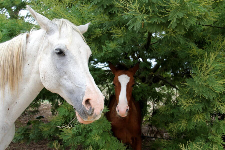Two delightful horses living in a part of the garden of the historic residence.