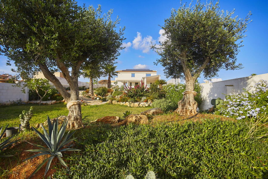 The olive trees in the garden