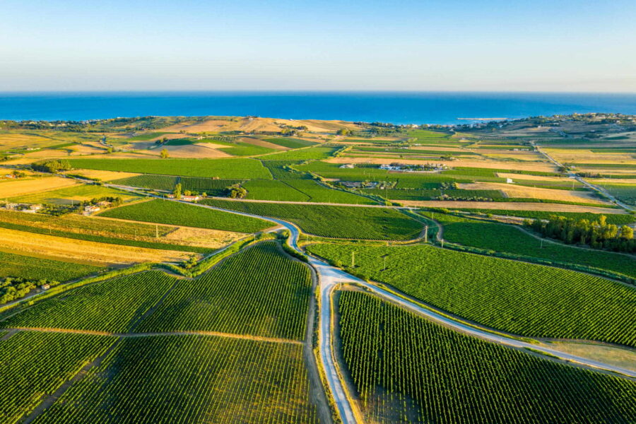 Aerial photo of vineyards in Menfi with a view of the blue sea - Sicilian villa