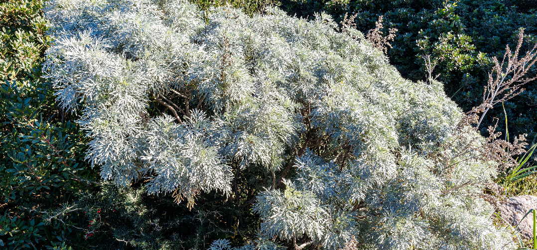 A,Wild,Shrub,Growing,In,Sicily,With,A,Strong,Smell