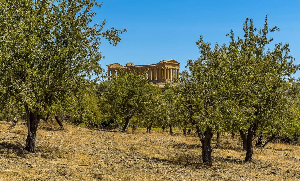 Olive groves in Agrigento framed by the majestic Doric temple of Concordia against a clear blue sky.
