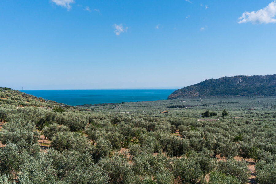 Olive groves overlooking the serene blue sea under a clear sky in Sicily.