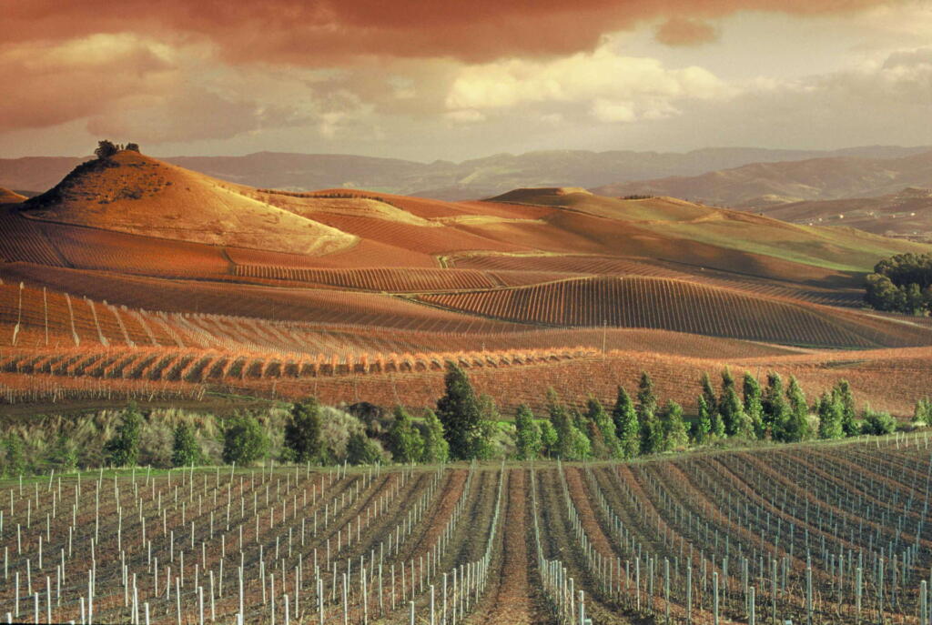 Vineyards stretch across the golden hills of Sicily, a testament to nature's artistry.