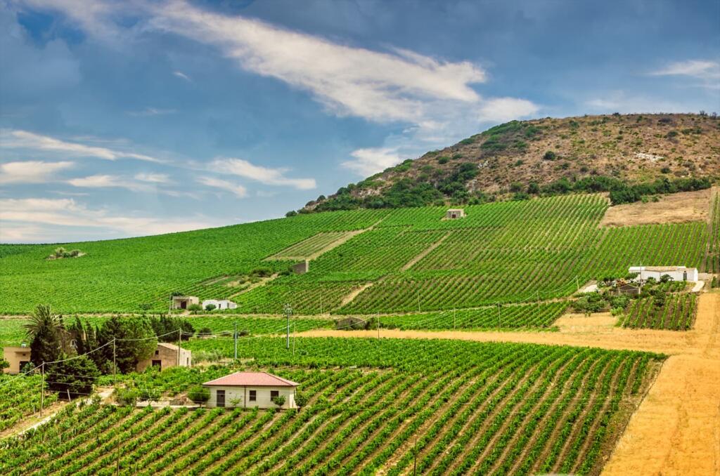 A picturesque landscape of Sicilian vineyards, a sea of vibrant green vines stretching uphill.