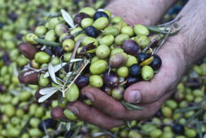 Image of hands inspecting olives during the October harvest in Sicily.