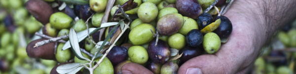 Image of hands inspecting olives during the October harvest in Sicily.