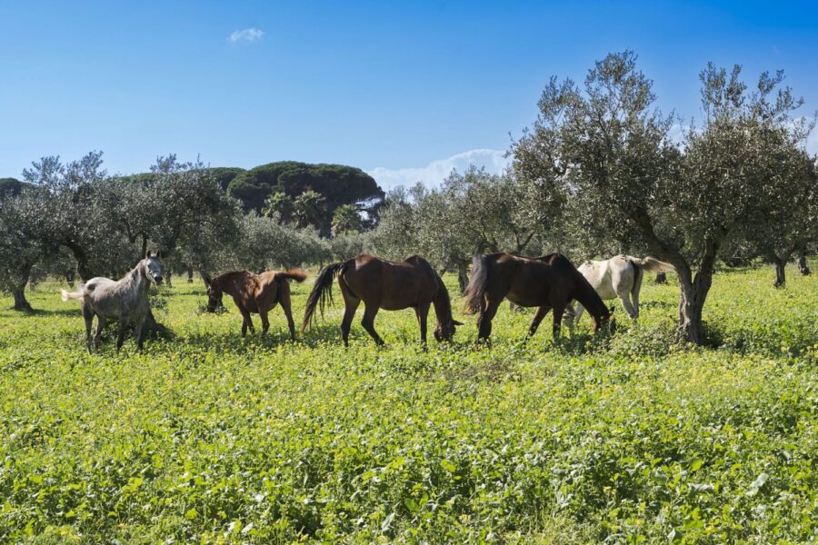 Horses grazing in a sunlit olive grove near Villa Selvira, one of the finest Sicily luxury villas with pool.