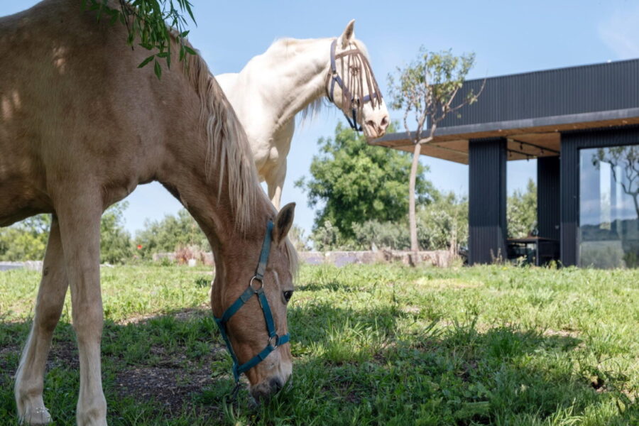Two horses grazing peacefully beside the modern black façade of Nature Luxe Cottage, a tranquil retreat among Sicily luxury villas with pool.