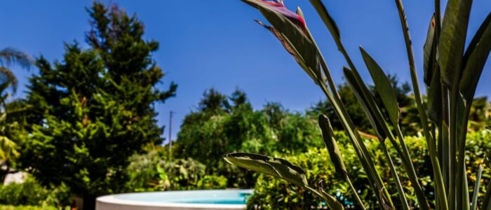 Bird of paradise flower overlooking the pool and lush garden at Villa Orlaya, one of the Sicily villas with pool surrounded by Mediterranean nature and sunny outdoor spaces.