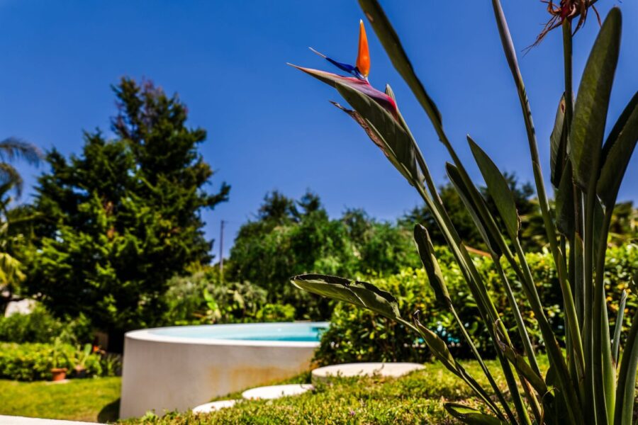 VillaOrlaya-Capo-di-Orlando-GardenColorsPoll-ScentOfSicily Bird of paradise flower overlooking the pool and lush garden at Villa Orlaya, one of the Sicily villas with pool surrounded by Mediterranean nature and sunny outdoor spaces.
