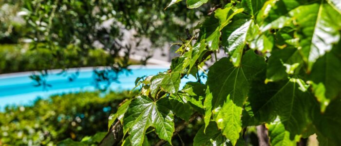 Green garden leaves overlooking the swimming pool at Villa Orlaya in Sicily – Sicily Luxury Villas with private pool and Mediterranean garden by Scent of Sicily