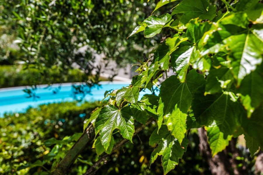 VillaOrlaya-Capo-di-Orlando-GardenPoolColors-ScentOfSicily Green garden leaves overlooking the swimming pool at Villa Orlaya in Sicily – Sicily Luxury Villas with private pool and Mediterranean garden by Scent of Sicily